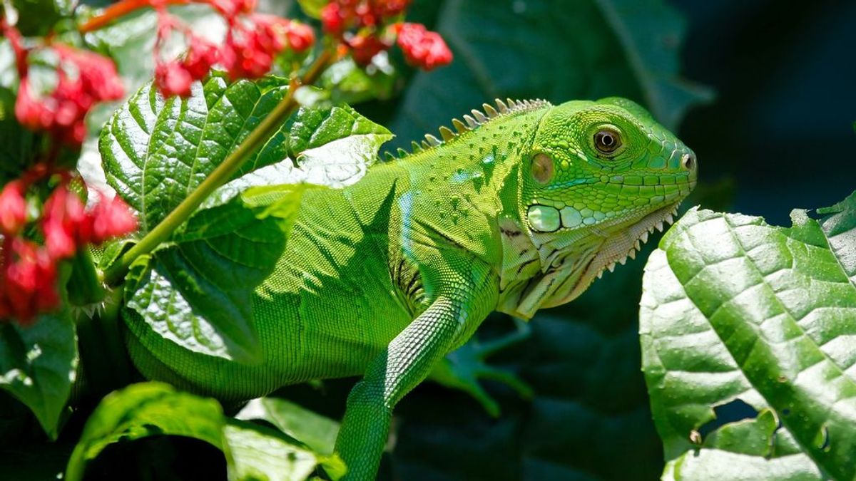 Florida pide a sus ciudadanos matar a las iguanas para evitar una plaga