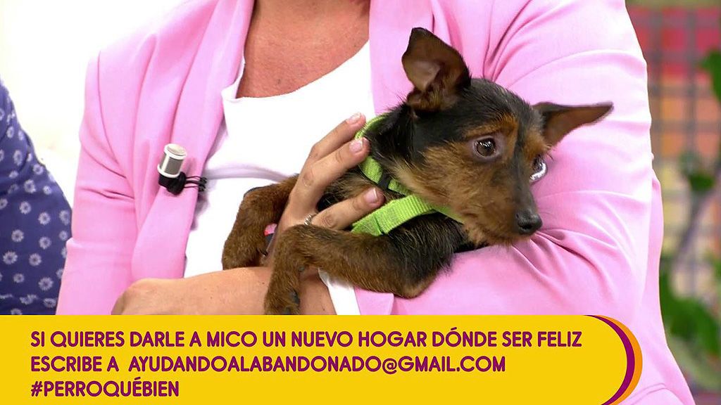 Te presentamos a Mico, un perrito que necesita un nuevo hogar y te contamos cómo adoptarle