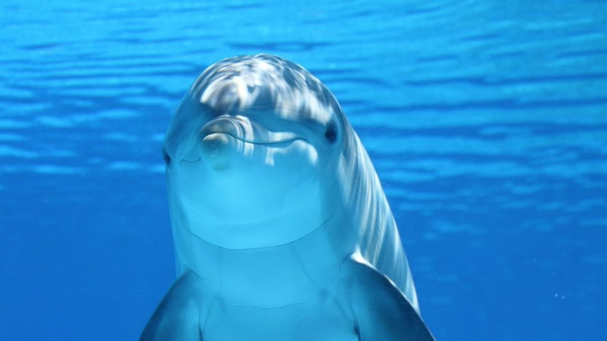 Los delfines regulan voluntariamente su ritmo cardíaco mientras bucean