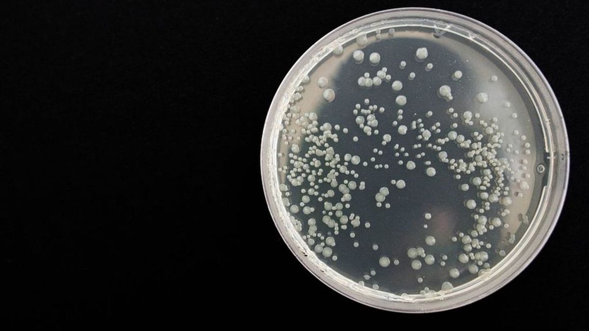 Así actúan las bacterias come carne: Vibrio provoca 100 muertes en EE. UU. cada año