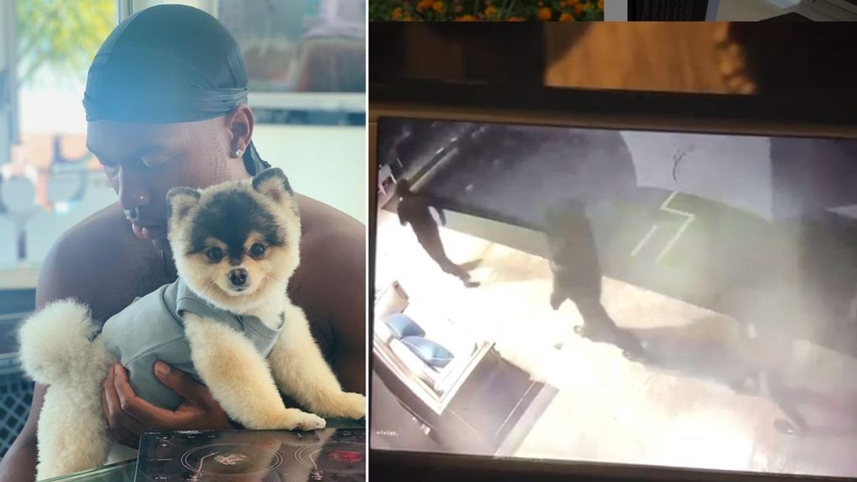 Le roban el perro a Sturridge en su casa de Los Ángeles y ofrece pagar "lo que sea" por su rescate Le roban el perro a Sturridge en su casa de Los Ángeles y ofrece pagar "lo que sea" por su rescate