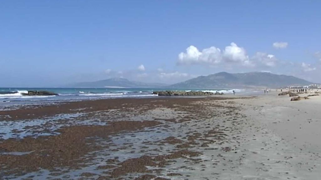 Una plaga de algas invasivas complica el verano a bañistas y pescadores de Tarifa