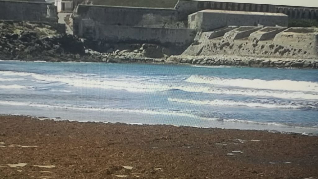 La biodiversidad del Estrecho de Gibraltar en peligro por culpa del sargazo La biodiversidad del Estrecho de Gibraltar en peligro por culpa del sargazo