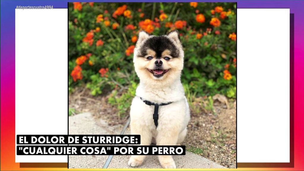 Un vecino encuentra el perro perdido de Daniel Sturridge por el que ofrecía 33.000 euros