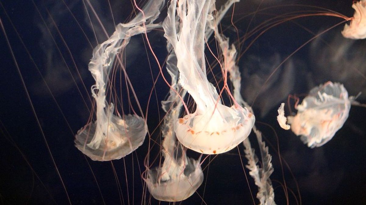 Esto es lo que debes hacer y lo que no, si te pica una medusa este verano