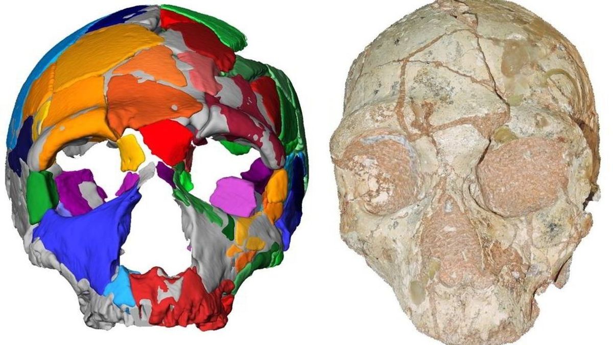 Cráneos en Grecia lo desvela: Los primeros humanos llegaron a Europa 150.000 años de lo que se creía