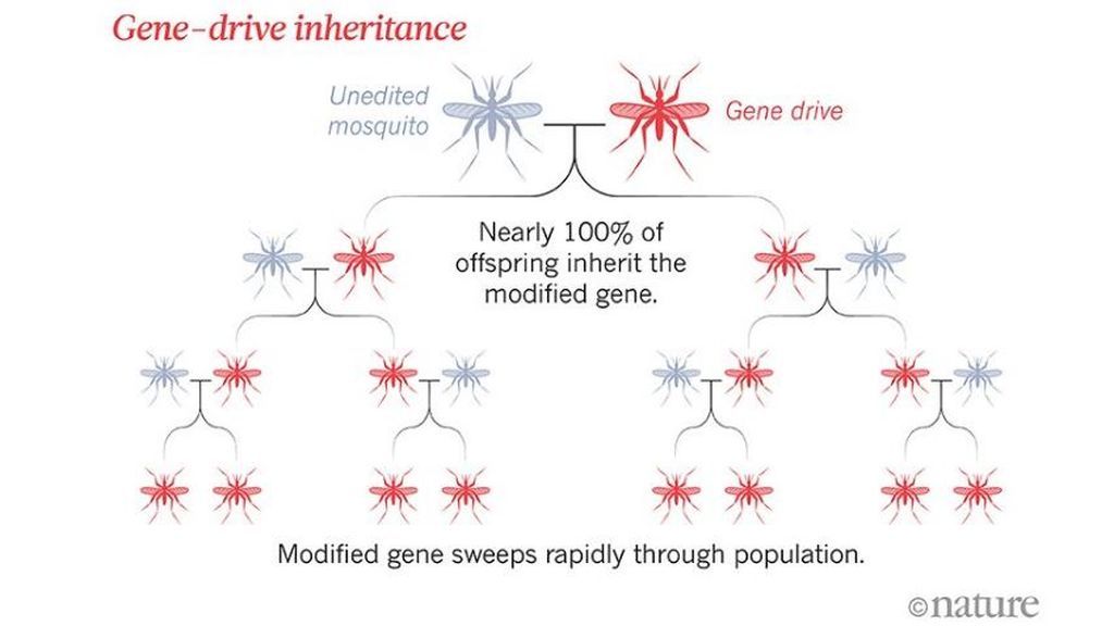 20190711_SOC_GENES_MOSQUITO