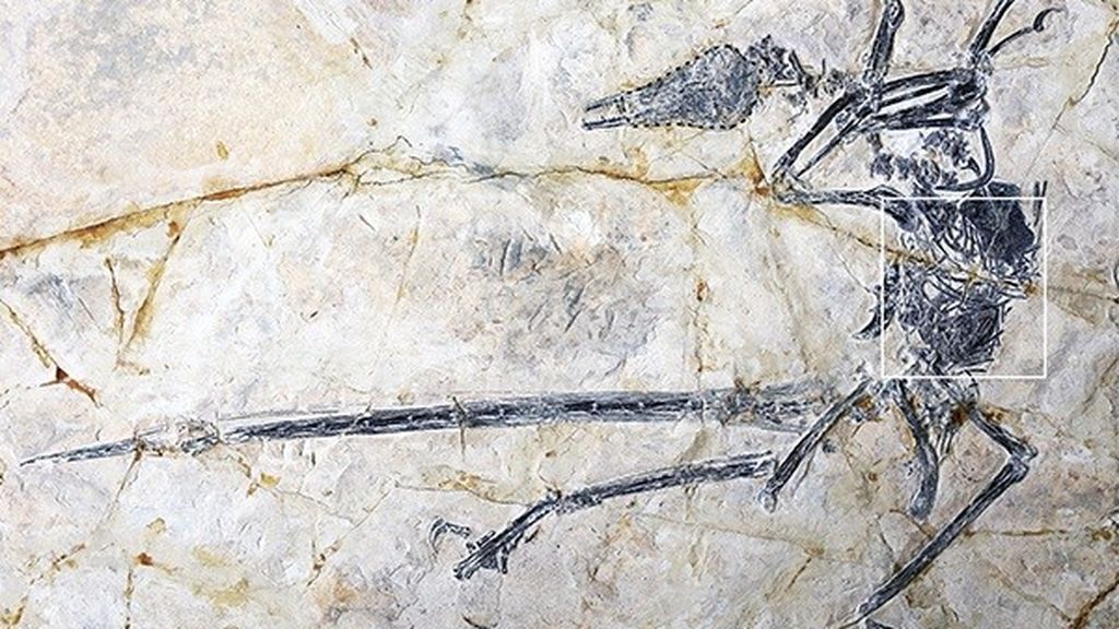 Hallan un lagarto nunca visto intacto en el estómago de dinosaurio Hallan un lagarto nunca visto intacto en el estómago de dinosaurio
