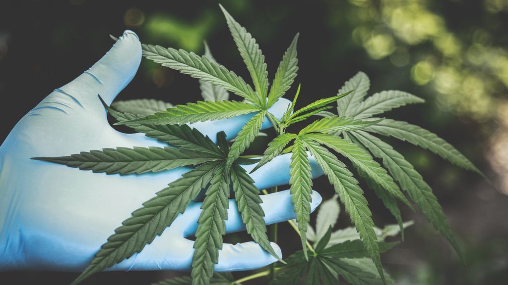 20190712 ECO CANNABIS