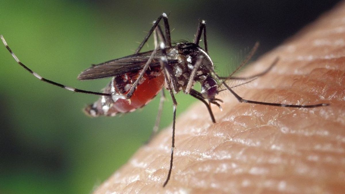 Cinco recomendaciones para evitar las molestas picaduras de mosquito