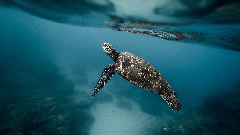Hecho insolito en Castelló: Una tortuga marina deposita huevos en una playa Hecho insolito en Castelló: Una tortuga marina deposita huevos en una playa