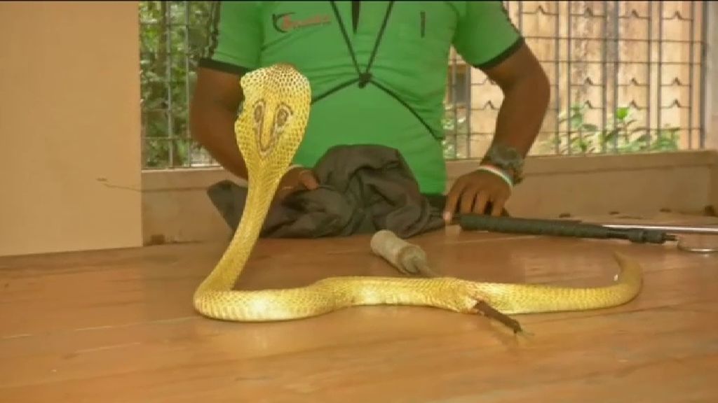 Veterinarios salvan a una cobra atravesada por una flecha en la India