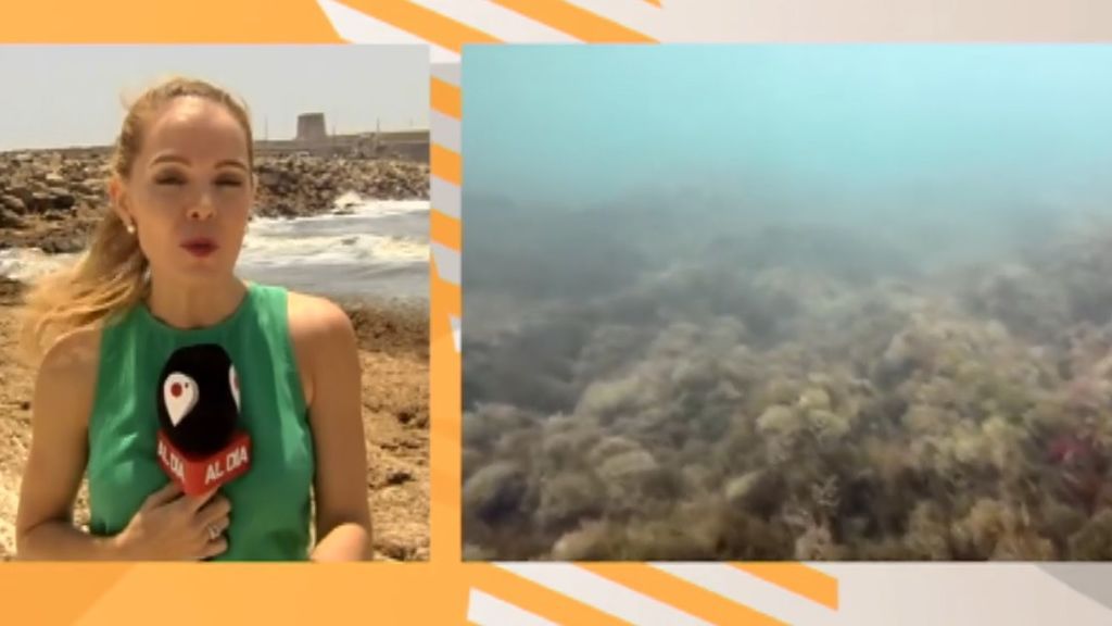 la alga invasora de origen asiático ha invadido Tarifa