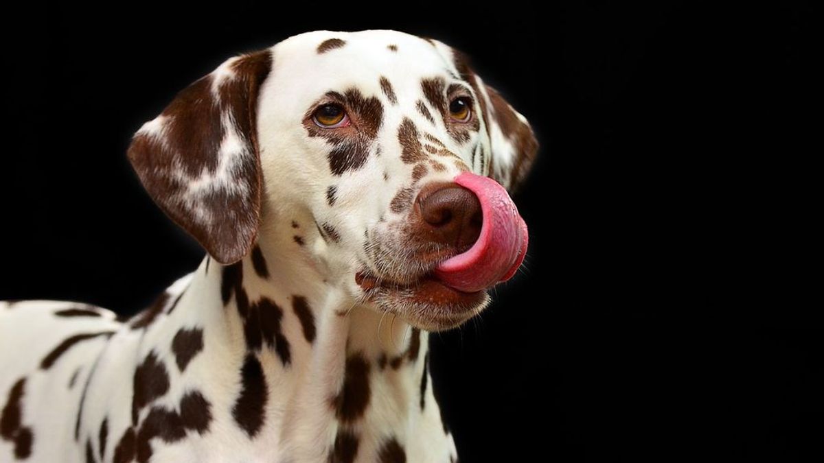 El xilitol, un sustituto del azúcar que consumimos habitualmente, puede ser mortal para los perros
