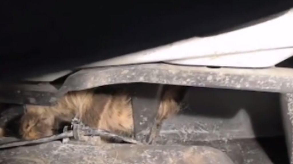 Salvan a una cría de gato atrapado en un paragolpes de un coche en Rusia