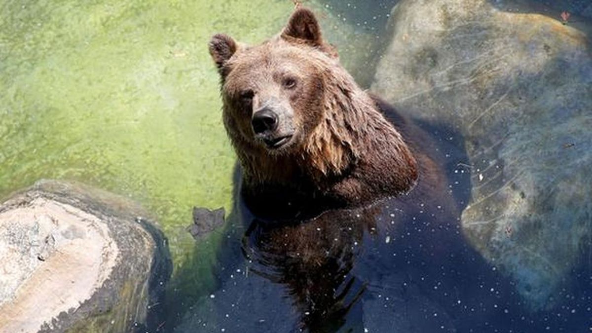 Un oso escapa tras saltar un muro electrificado de cuatro metros
