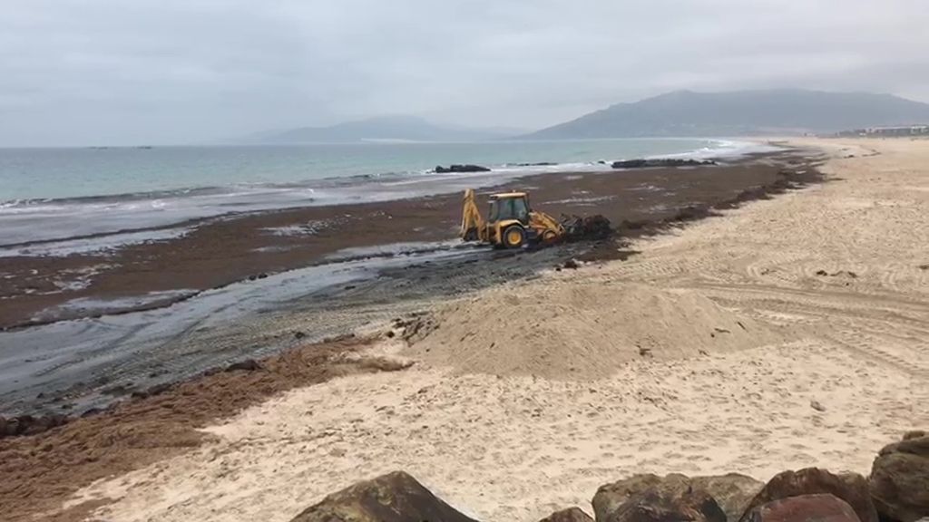 Tarifa limpia sus playas de las algas invasivas de origen japonés
