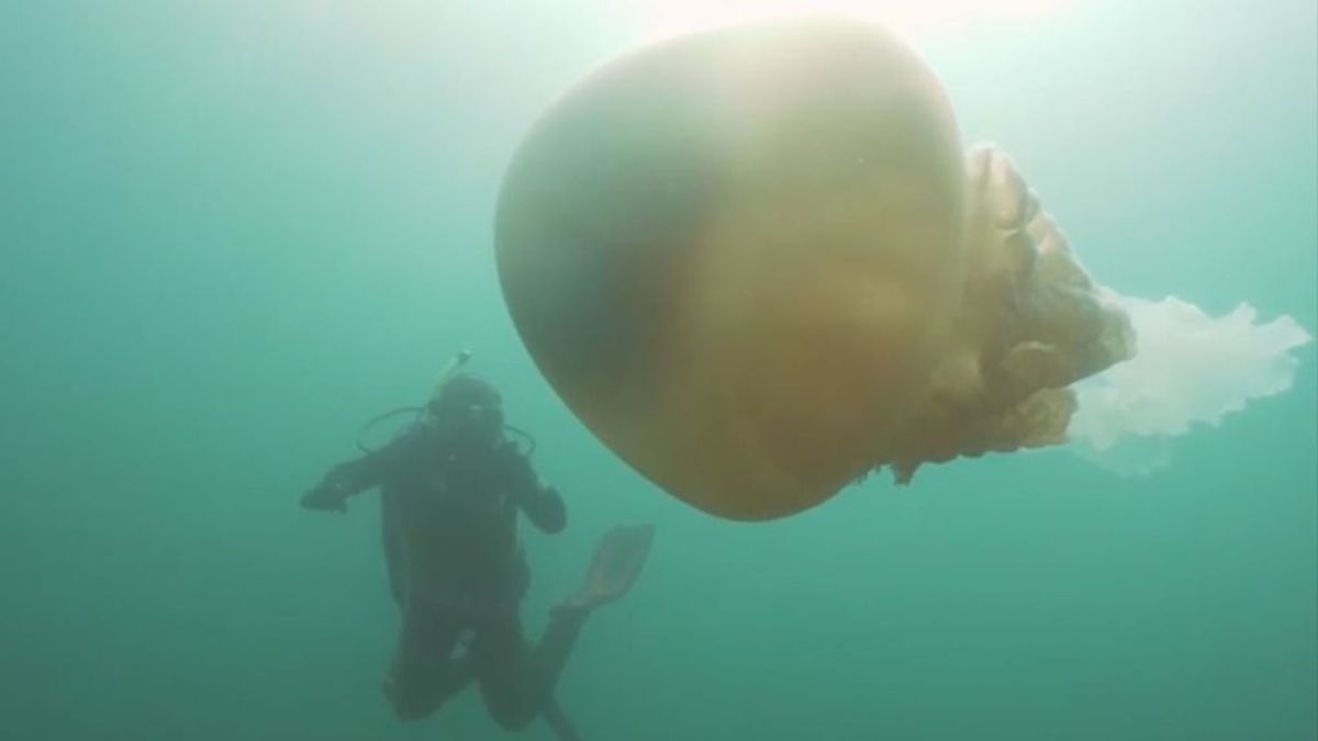 Hallan una medusa gigante del tamaño de un buzo al sur de Inglaterra