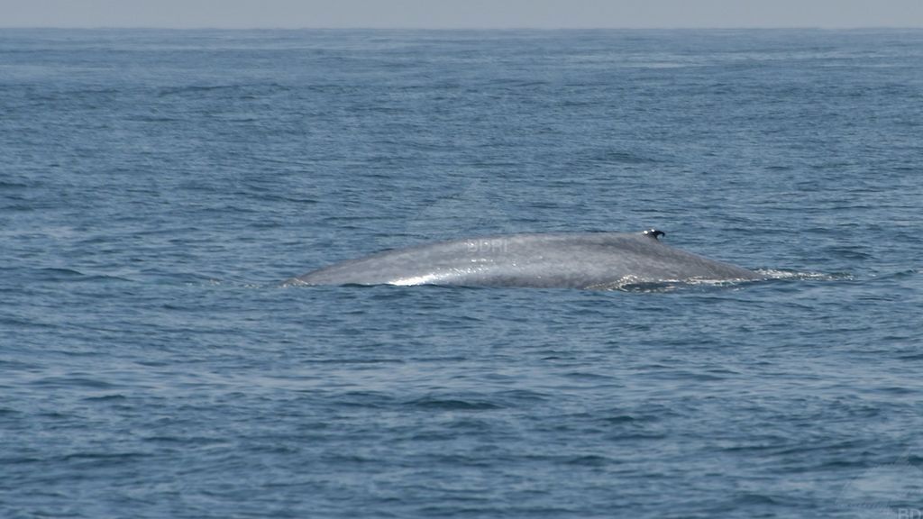 20190716 -SOC Ballenas Vigo 5 Ok