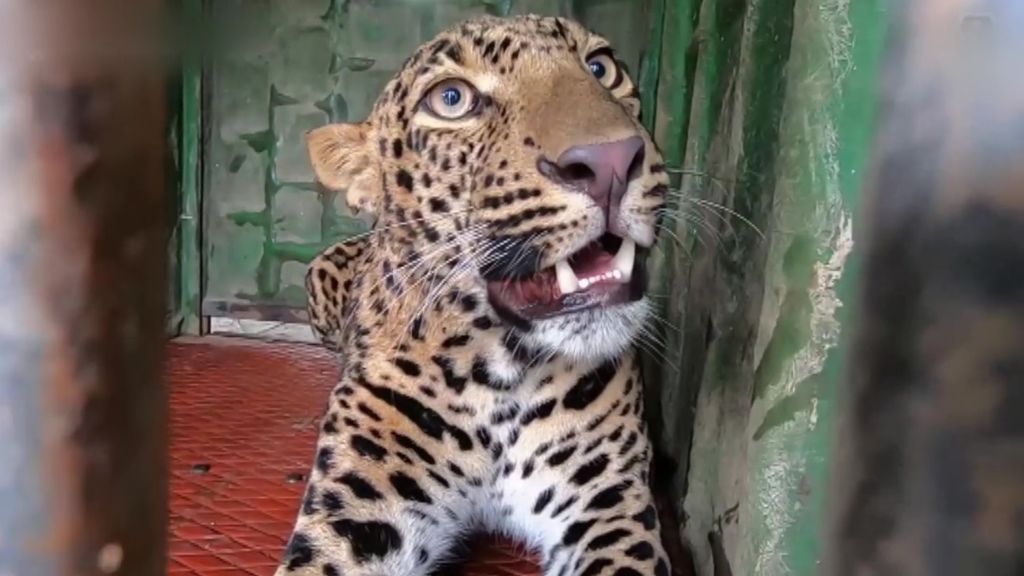 El curioso rescate de un leopardo que se había quedado atrapado en un pozo