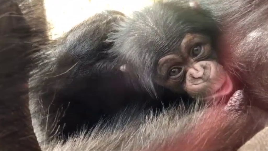 El zoo de Taronga en Sidney celebra el Día Mundial del Chimpancé con un nuevo miembro