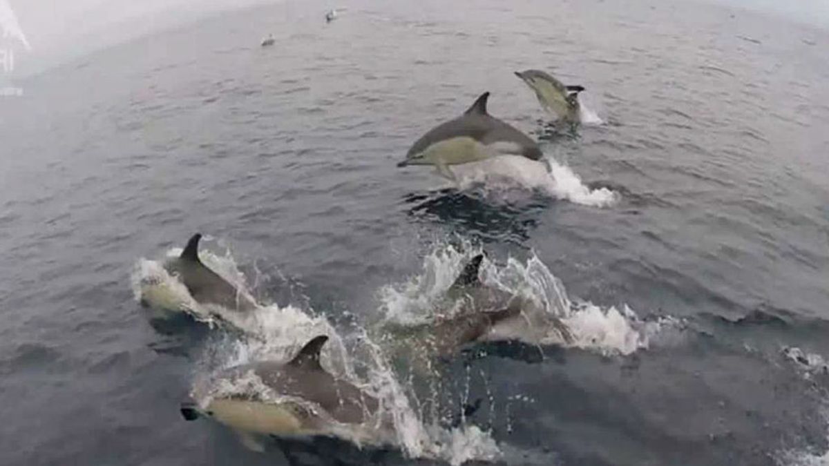 Un grupo de delfines hace las delicias de los turistas en California