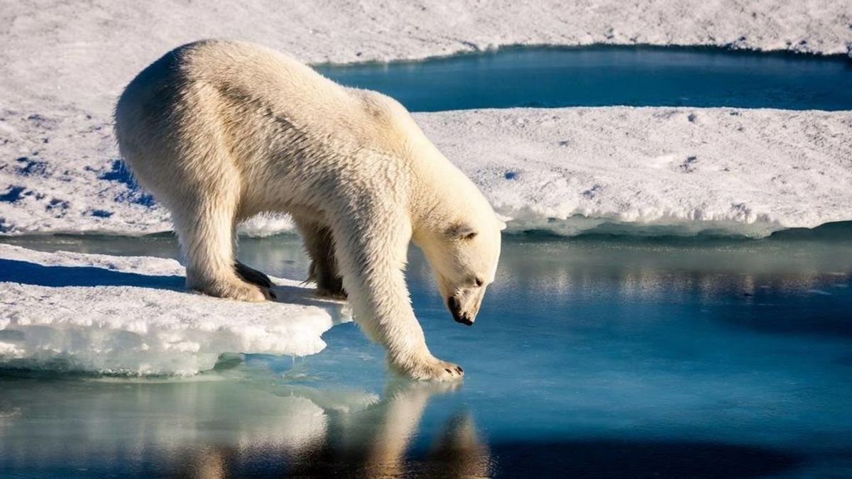 Un viaje al encuentro del oso polar: los mejores lugares y épocas del año para avistarlos