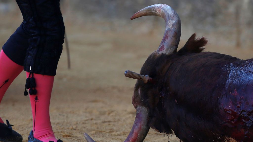 Los toros vuelven a Palma de Mallorca tres años después Los toros vuelven a Palma de Mallorca tres años después