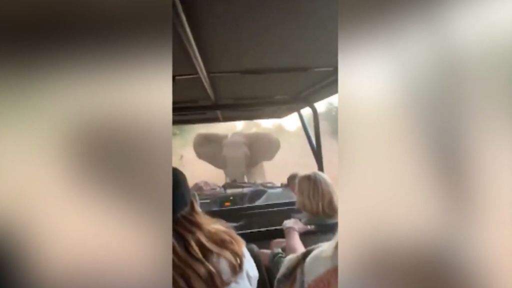 Un elefante intenta embestir a un todoterreno lleno de turistas en Sudáfrica