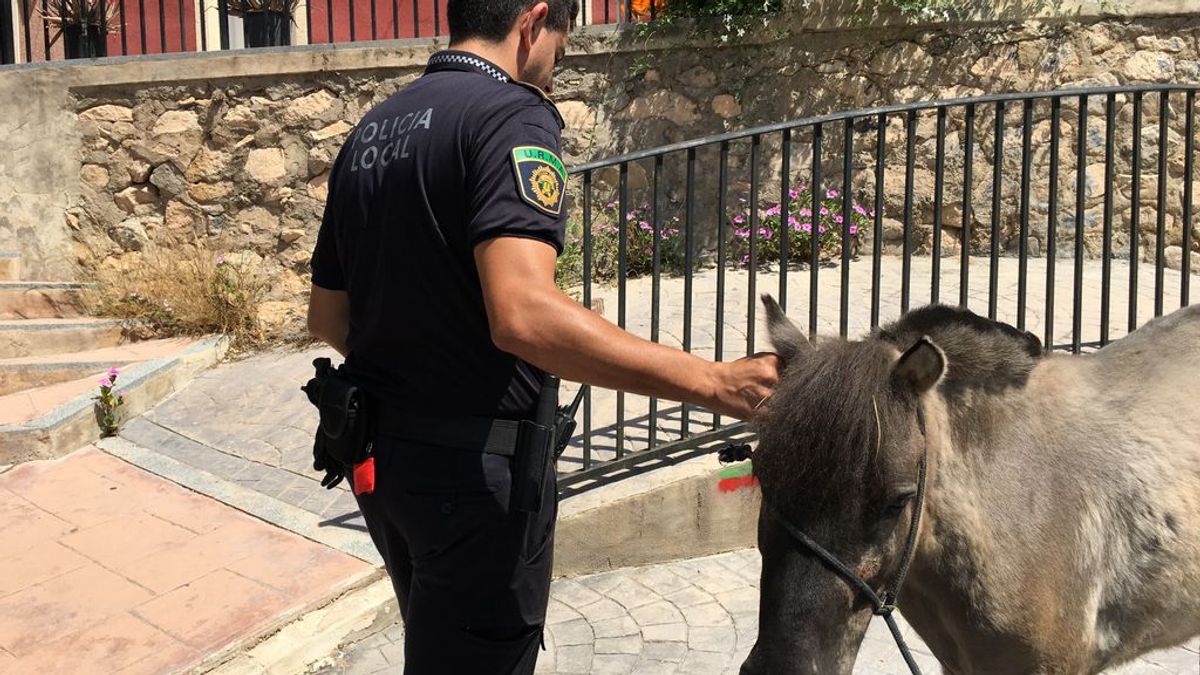 La policía quiere llevar a juicio el caso de esta pony maltratada