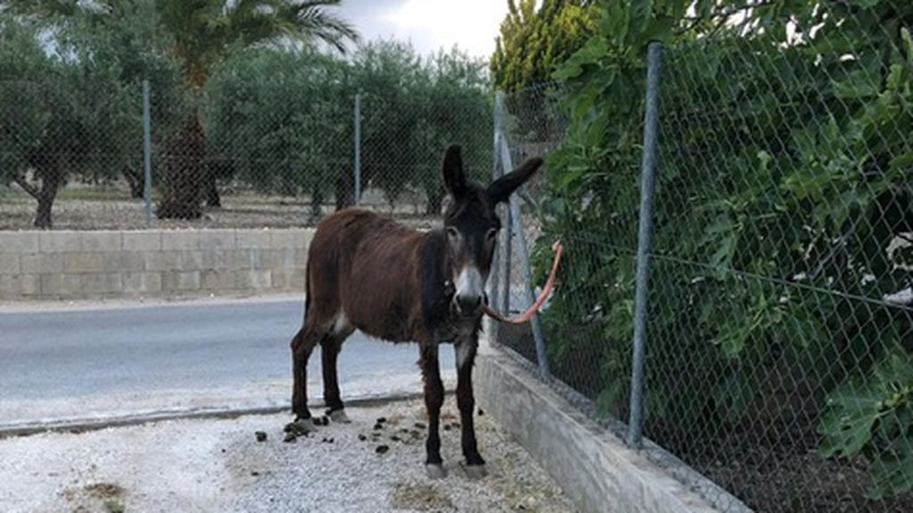 new donkey when found June 2019