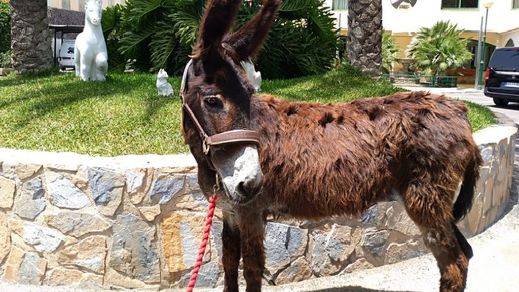 new Donkey Luisa hernia operation5 june 2019