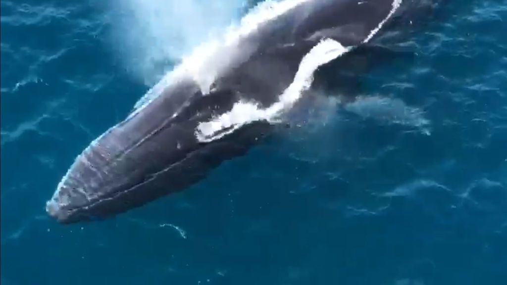 Graban a tres ballenas rorcuales comunes nadando frente a la costa de Alicante