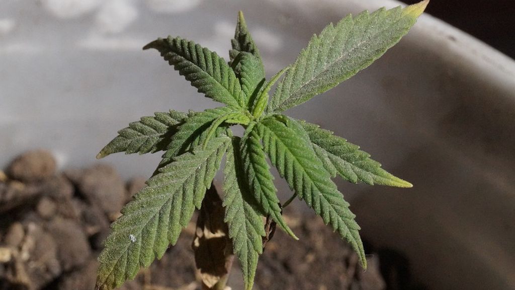 Los narcos se perfeccionan: domótica y musicología para sus cultivos de marihuana Los narcos se perfeccionan: domótica y musicología para sus cultivos de marihuana