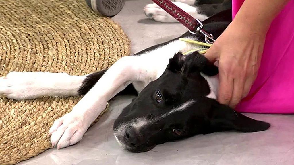 Willy, un cachorro que fue encontrado desnutrido, busca adopción