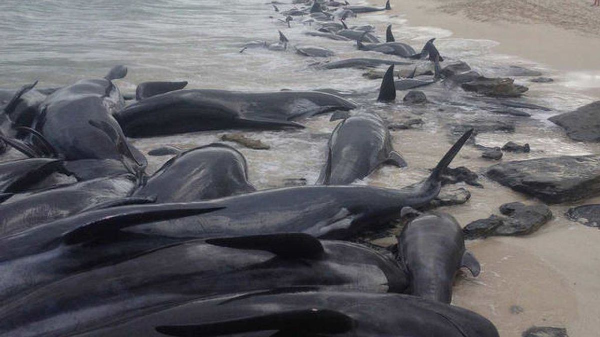 Descubren 50 ballenas piloto muertas en una playa remota de Islandia