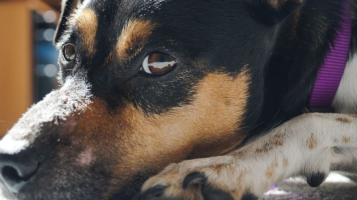 Un perro acompaña el cadáver de su dueño durante dos días