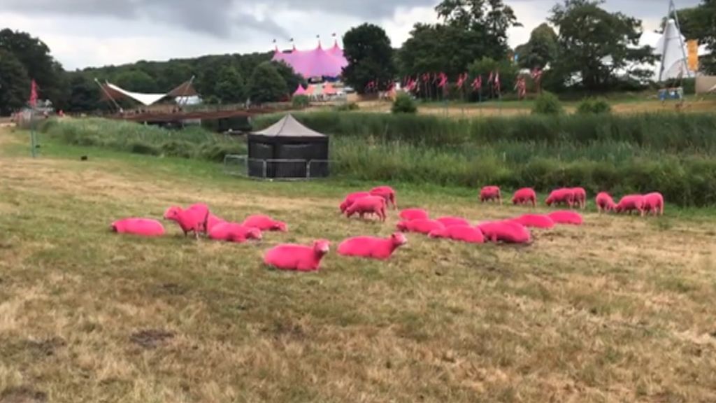 Un festival británico acusado de maltrato animal por teñir de rosa un rebaño de ovejas para promocionarse