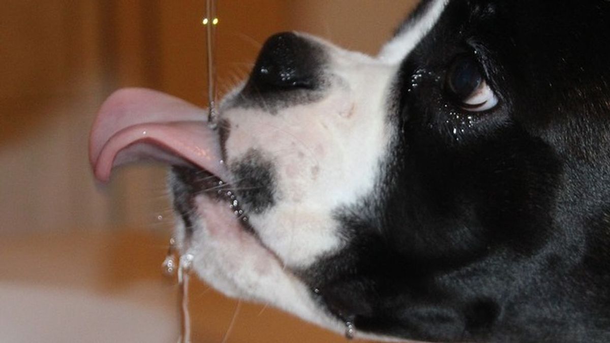 Denuncian por maltrato animal a una mujer que dejó morir a su perro tras 6 días sin agua ni comida y al sol