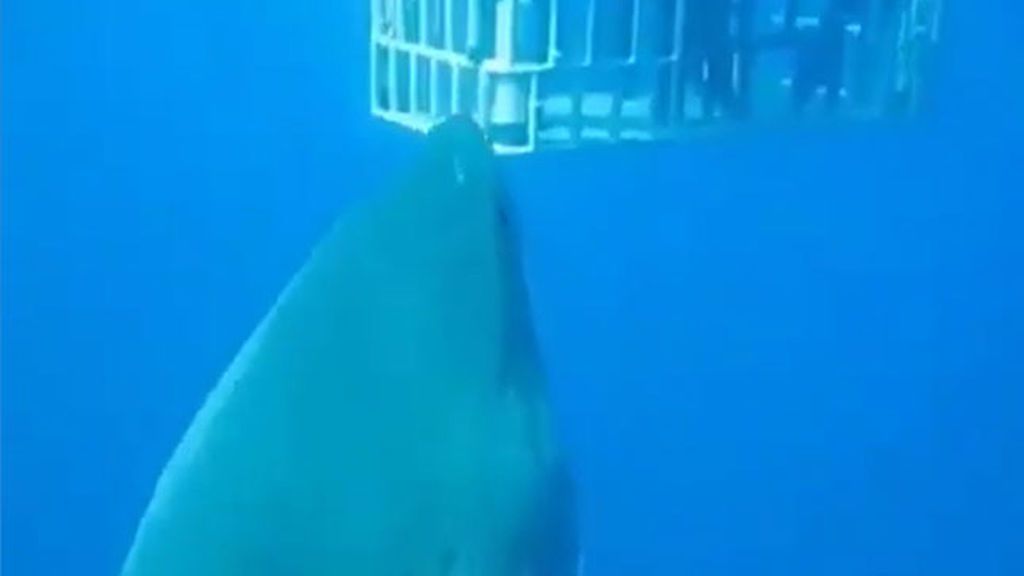 Graban al tiburón blanco más grande nunca visto