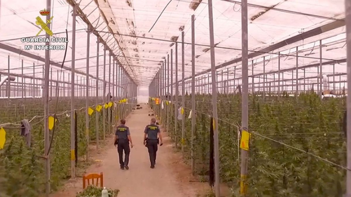 Detienen a 11 personas al desarticulan una red internacional de cultivo de marihuana en Almería y Alicante