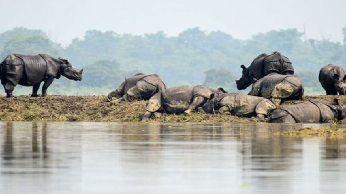 17 rinocerontes de un cuerno y centenares de animales más han fallecido tras las graves inundaciones de La India