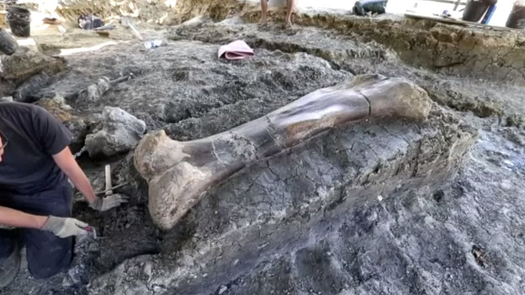 Descubren en Francia el fémur del dinosaurio más grande que habitó la Tierra