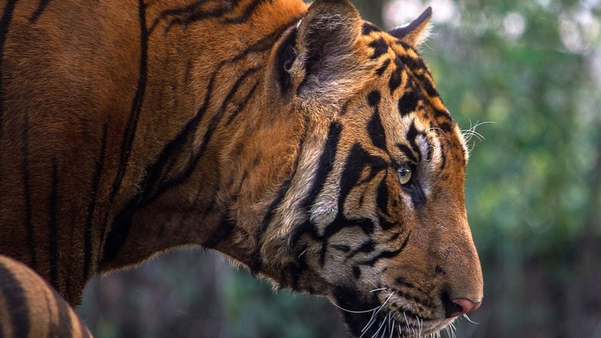 Un grupo de aldeanos golpea a un tigre hasta matarlo "a palos" en La India