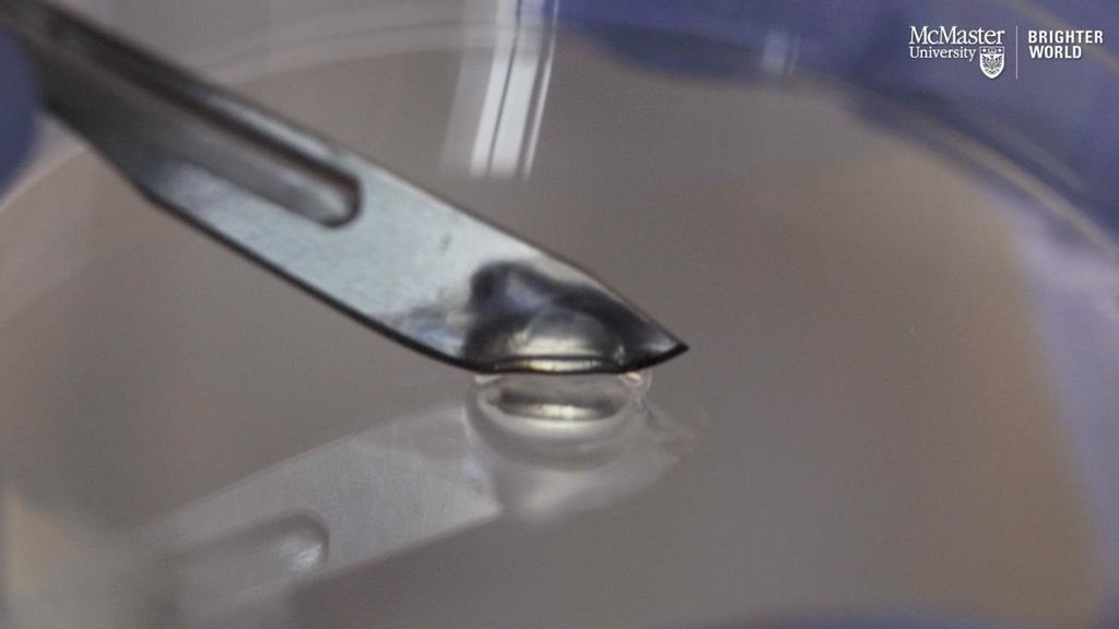 Crean un gel antibacteriano compuesto de virus que mata a las bacterias mientras se usa Crean un gel antibacteriano compuesto de virus que mata a las bacterias mientras se usa
