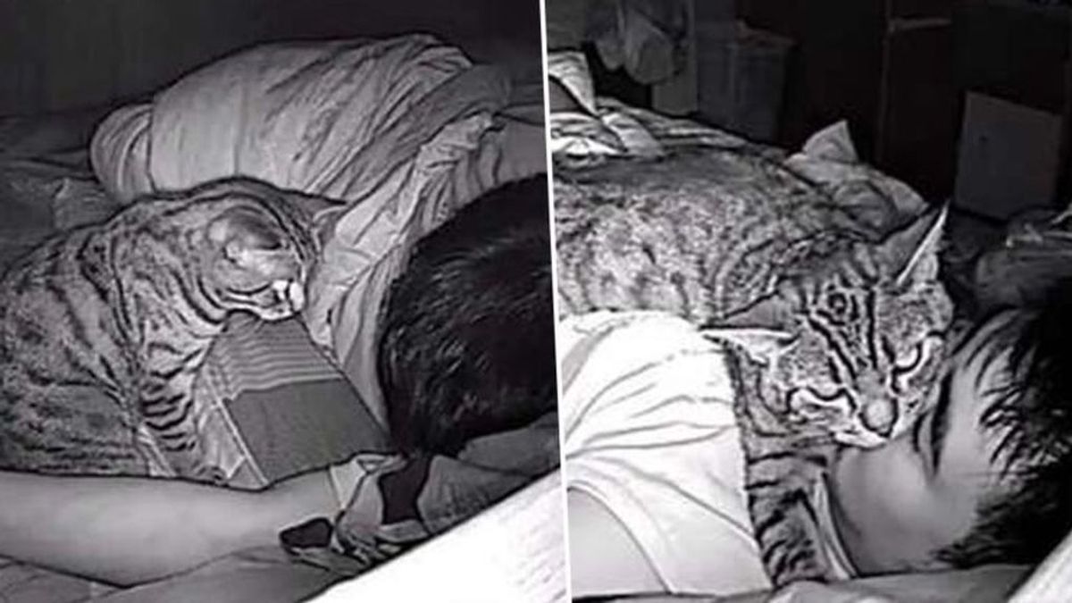 Instala una cámara para vigilar al gato y descubre que le asfixia mientras duerme