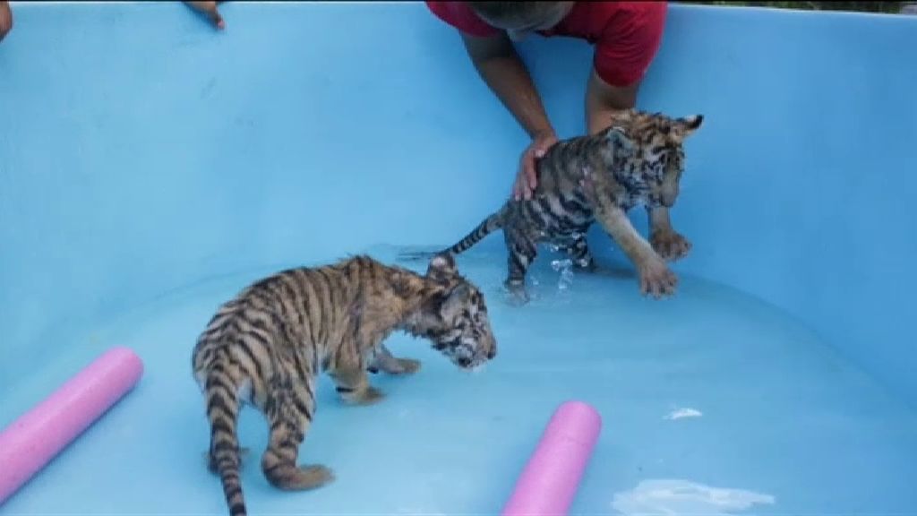 Dos tigres de Bengala en el zoológico de Guadalupe, México