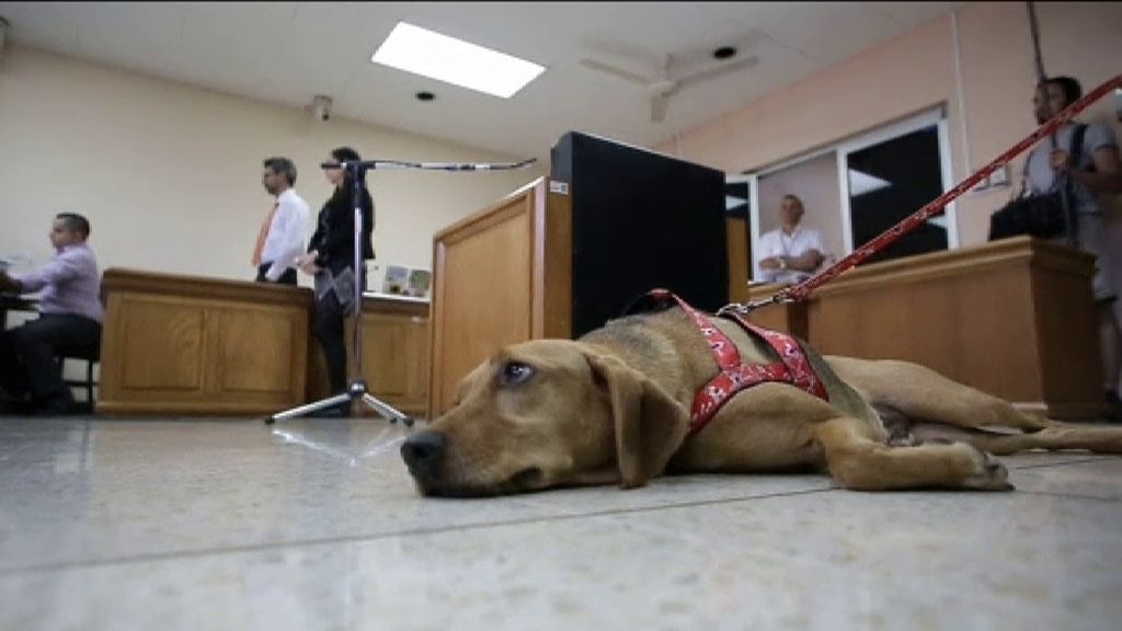 La emotiva historia de Campeón, el primer perro en acudir a un juicio por maltrato animal