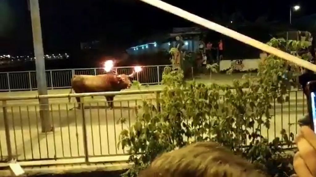 16 patrullas intentan atrapar durante nueve horas a un toro embolado que huyó de las fiestas de Sagunto