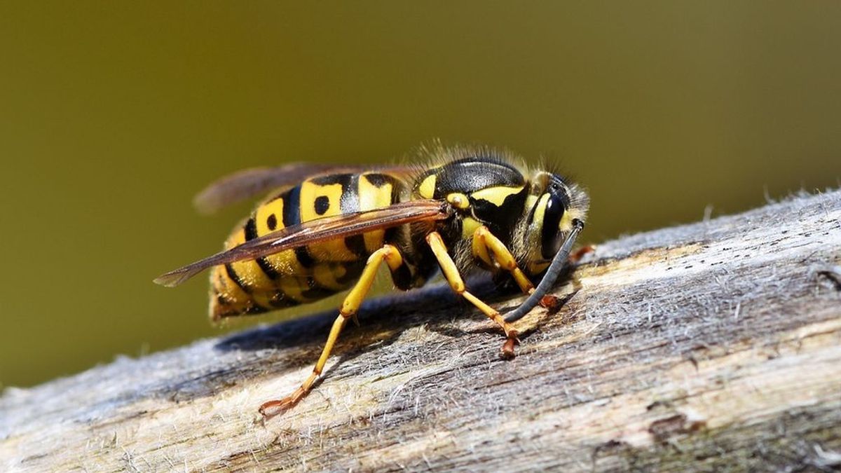Cuatro consejos para prevenir las molestas picaduras de avispa y abeja